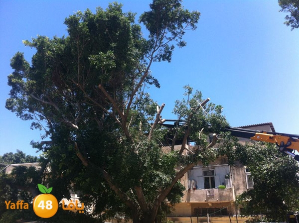 treesashjar523 (1).jpg